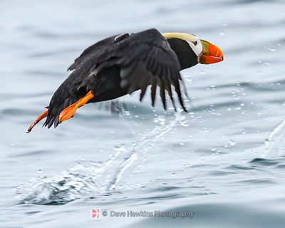 TUFTED PUFFIN
