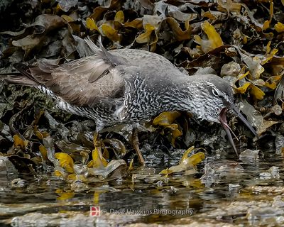 WANDERING TATTLER