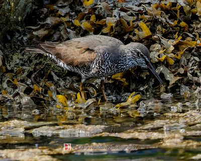 WANDERING TATTLER