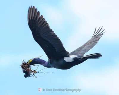 PELAGIC CORMORANT