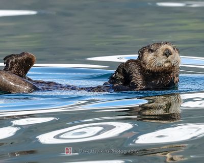 ALASKAN SEA OTTER
