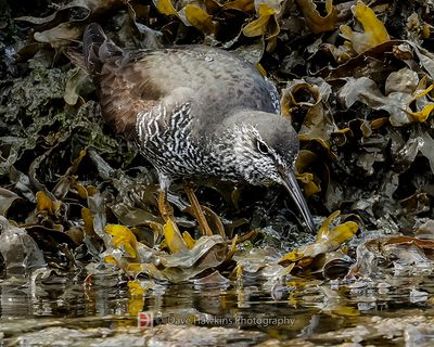 WANDERING TATTLER