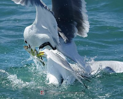 BLACK-LEGGED KITTIWAKE