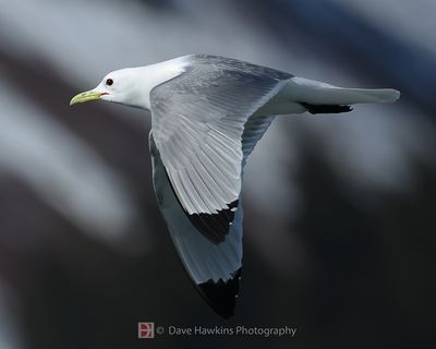 BLACK-LEGGED KITTIWAKE