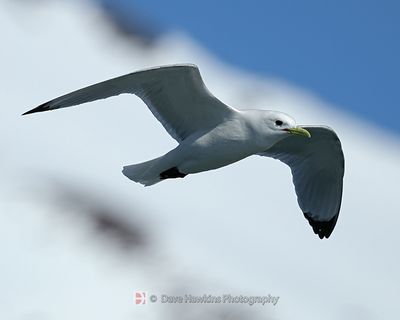 BLACK-LEGGED KITTIWAKE