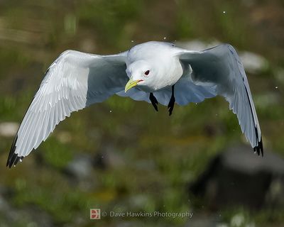 BLACK-LEGGED KITTIWAKE