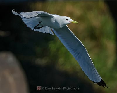 BLACK-LEGGED KITTIWAKE