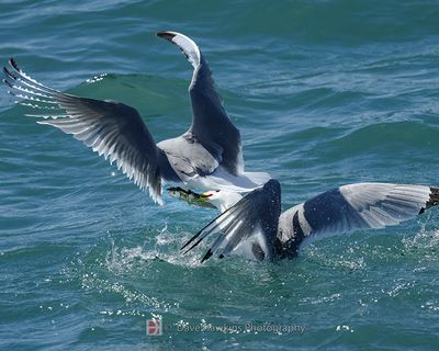 BLACK-LEGGED KITTIWAKE