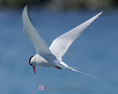 ARCTIC TERN