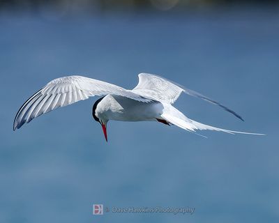 ARCTIC TERN