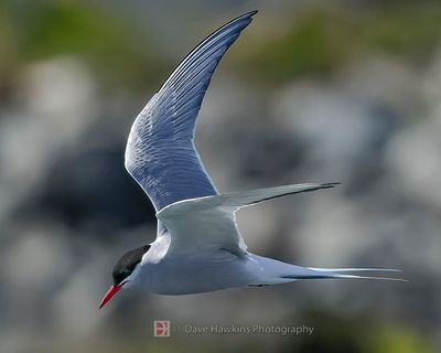 ARCTIC TERN