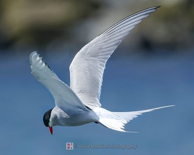 ARCTIC TERN