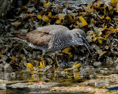 WANDERING TATTLER