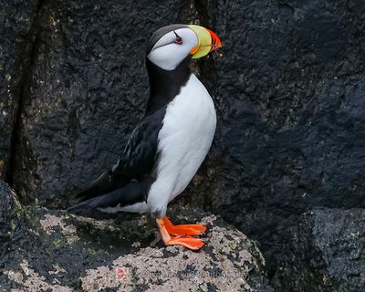 HORNED PUFFIN