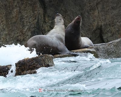 ALASKAN SEA LIONS