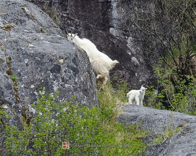 ALASKAN COASTAL MOUNTAIN GOAT AND KID