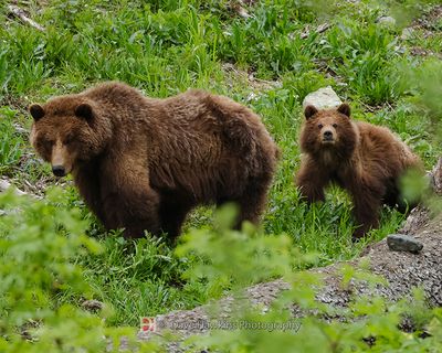 ALASKAN COASTAL BROWN BEAR