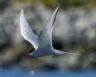 ARCTIC TERN