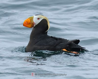 TUFTED PUFFIN