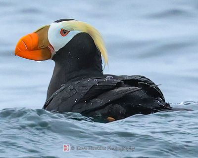 TUFTED PUFFIN