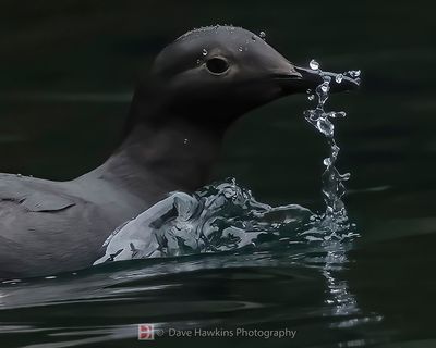 PIGEON GUILLEMOT