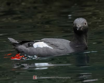 PIGEON GUILLEMOT