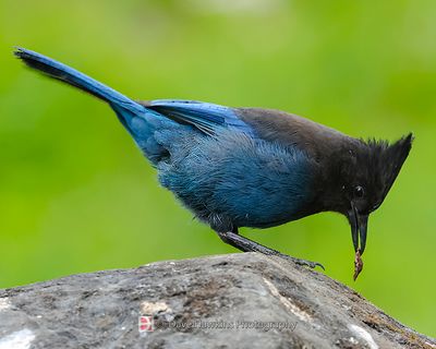 STELLER'S JAY