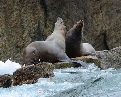 SEA LIONS, SPRINGTIME MATING DUEL