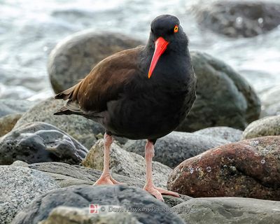 BLACK OYSTERCATCHER