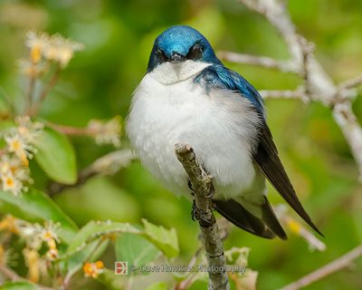 TREE SWALLOW