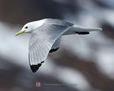 BLACK-LEGGED KITTIWAKE