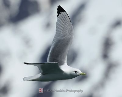 BLACK-LEGGED KITTIWAKE
