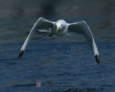 BLACK-LEGGED KITTIWAKE