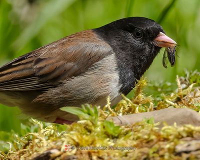 DARK-EYED JUNCO