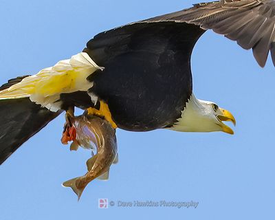 ALASKA