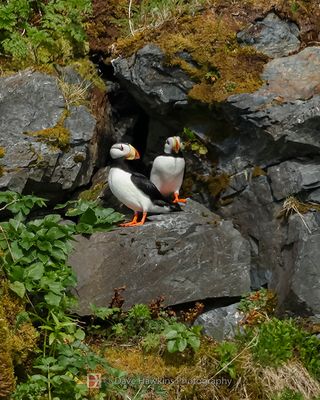 HORNED PUFFIN