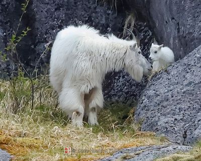 ALASKA