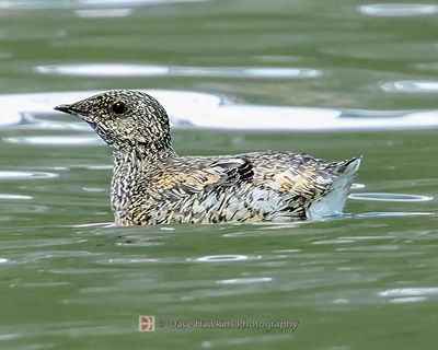 KITTLITZ'S MURRELET