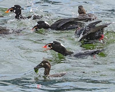 SURF SCOTERS