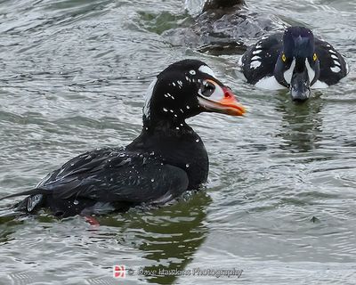 SURF SCOTER