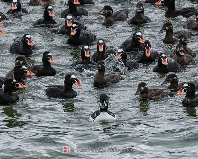 SURF SCOTERS following a BARROW'S GOLDENEYE