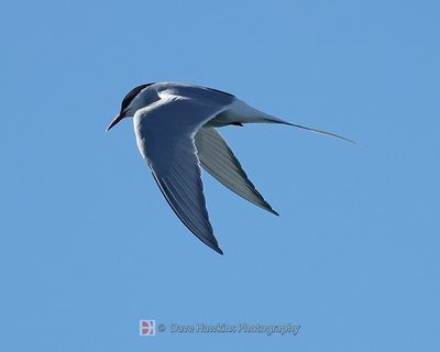 ARCTIC TERN
