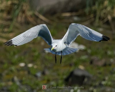 BLACK-LEGGED KITTIWAKE