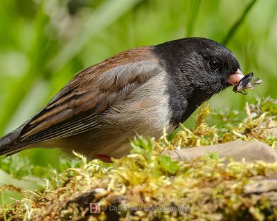 DARK-EYED JUNCO
