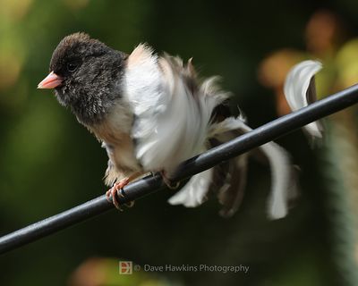 DARK-EYED JUNCO