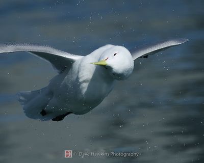 BLACK-LEGGED KITTIWAKE