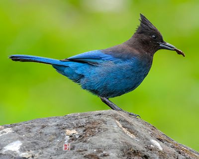 STELLER'S JAY