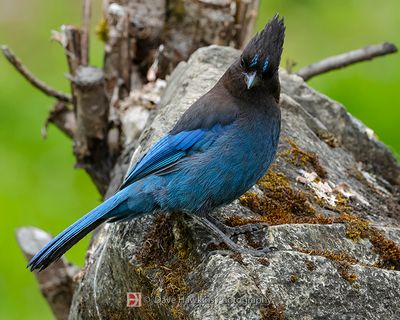 STELLER'S JAY
