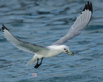 BLACK-LEGGED KITTIWAKE