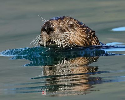 SEA OTTER